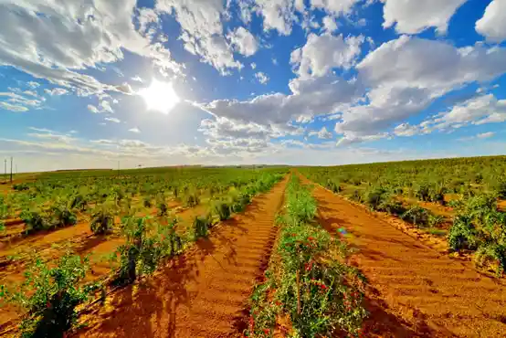 塞上江南,枸杞之乡中宁惊艳亮相《300秒看家乡》