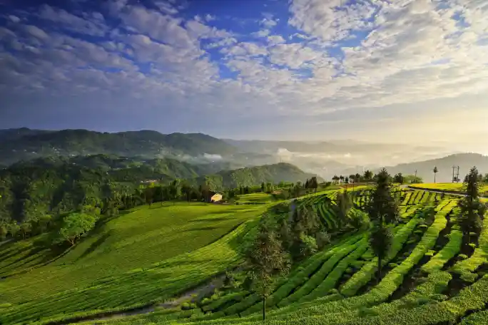云上茶香飘全国 五峰亮相《300秒看家乡》