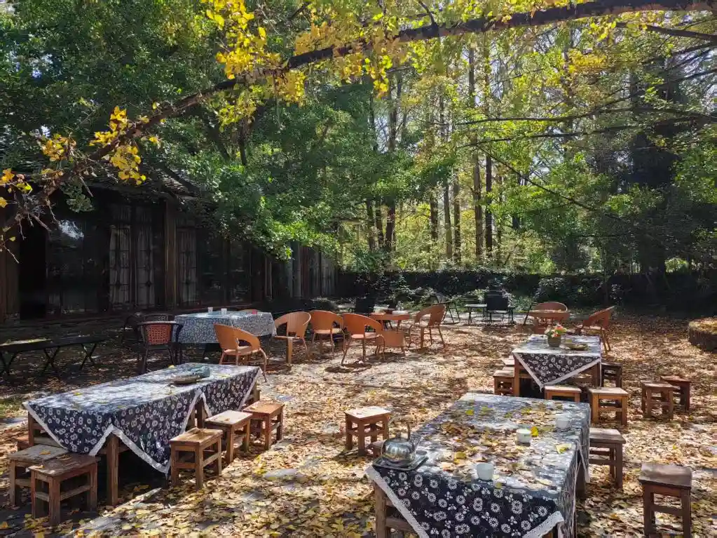 不止银杏！腾冲江东村暗藏情绪密码新发现