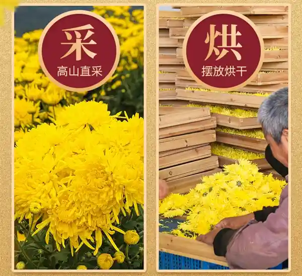 金丝皇菊50朵仅需5.9元！一杯一花，清香好喝又赏心