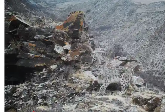 我国重点物种保护率突破80%，野生动植物保护成效显著