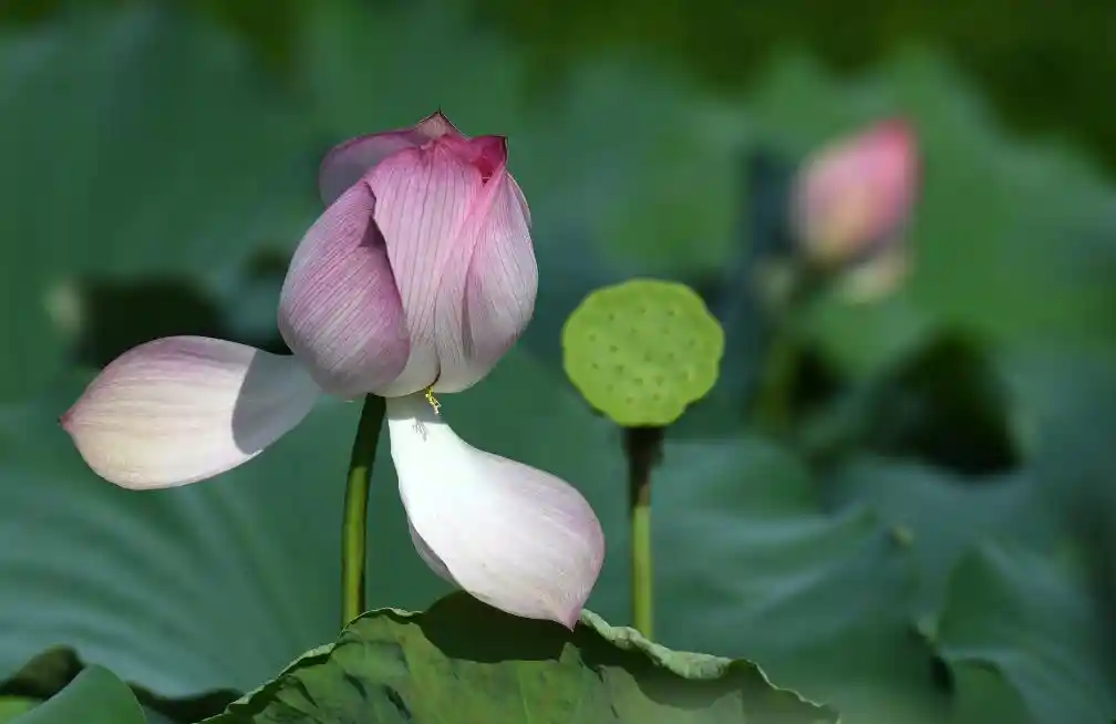 四季如春不打烊！这座城把人间四月天过成了全年限定爆款