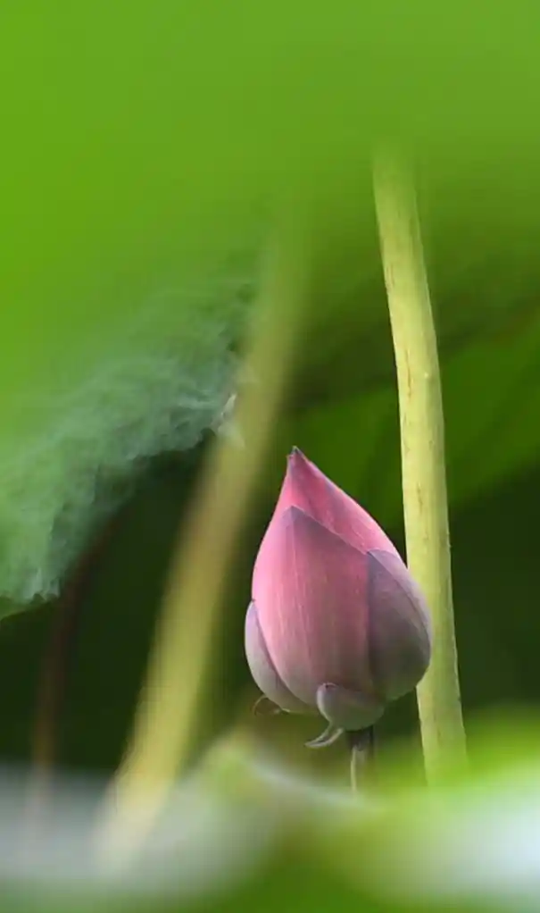 四季如春不打烊！这座城把人间四月天过成了全年限定爆款